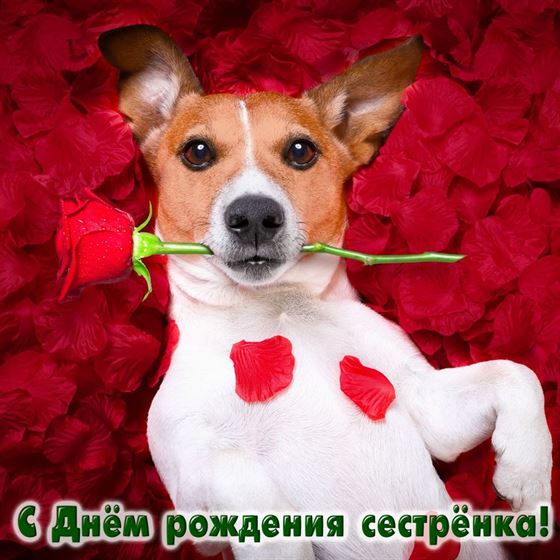 Смешная открытка сестре на День рождения с собакой в лепестках роз