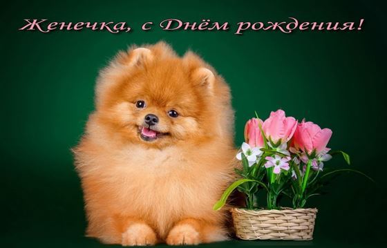 Трогательная открытка на День рождения Евгении со шпицем