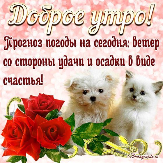 Пёсик и кошечка на открытке желают Вам доброго утра