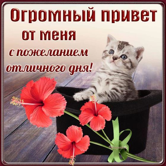 Огромный привет от меня с пожеланием хорошего дня