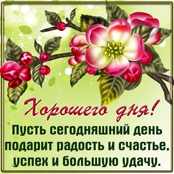 Картинка хорошего дня с цветком яблони