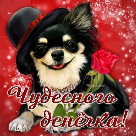 Смешная открытка с собачкой чудесного денечка