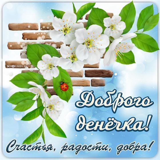 Белые цветы с пожеланием доброго дня