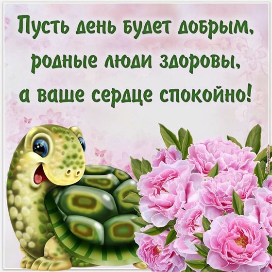 Забавная открытка с черепашкой