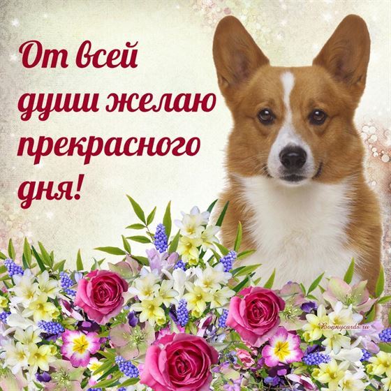 Открытка с собачкой прекрасного дня