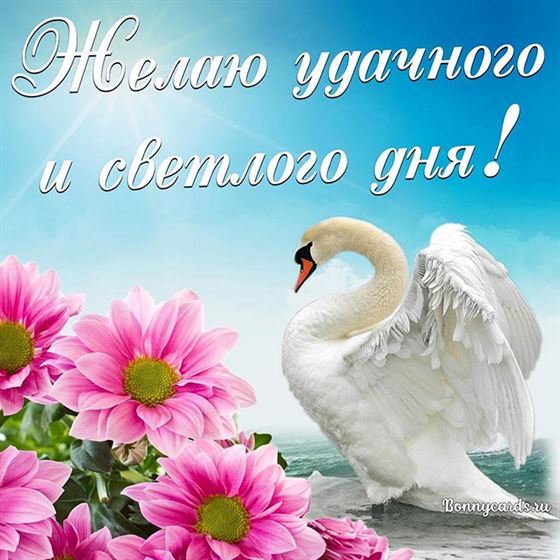 Оригинальная открытка с лебедем