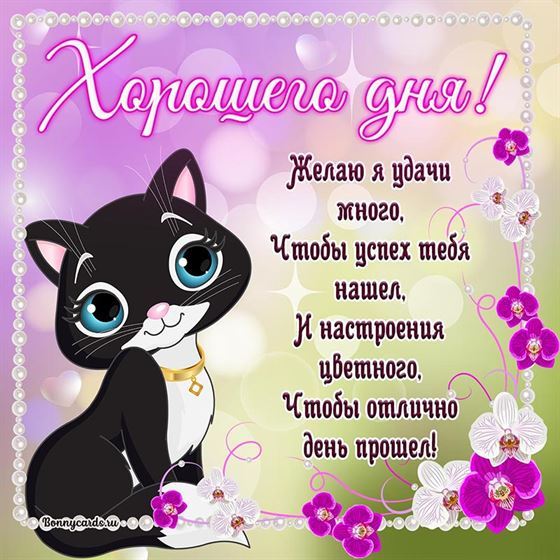 Милая картинка хорошего дня с котиком