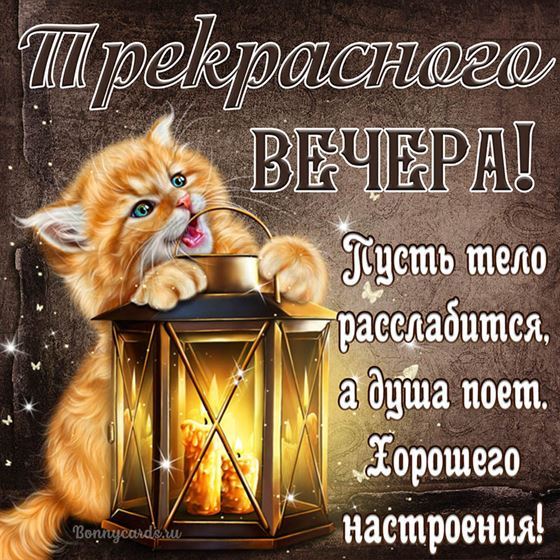 Картинка с котенком прекрасного вечера
