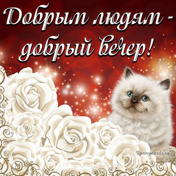 Оригинальная открытка с котенком добрый вечер
