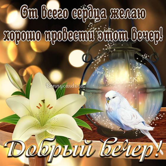 Пожелание доброго вечера с попугайчиком