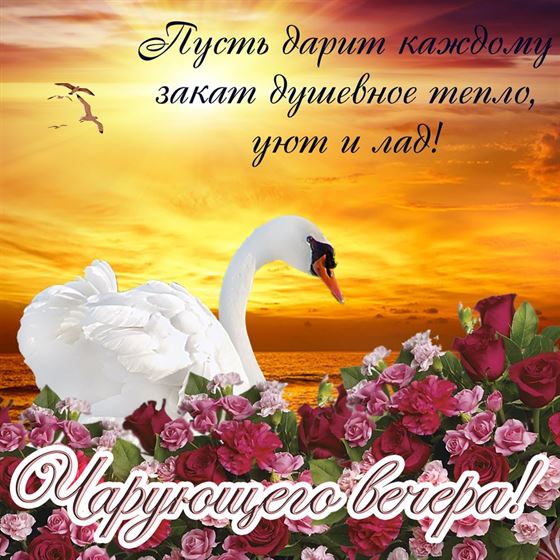 Красивая открытка чарующего вечера с лебедем