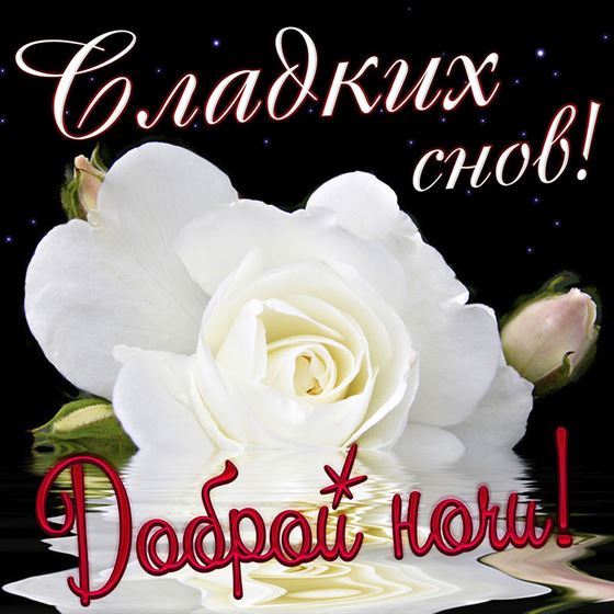 Красивая открытка с белой розой доброй ночи