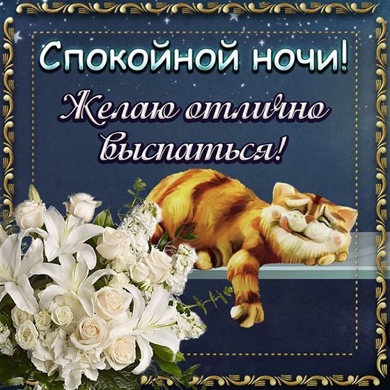 Смешная открытка с котиком спокойной ночи 