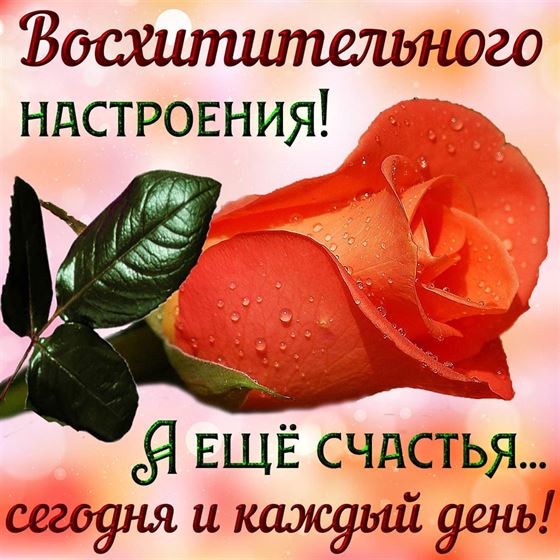 Открытка с розой восхитительного настроения