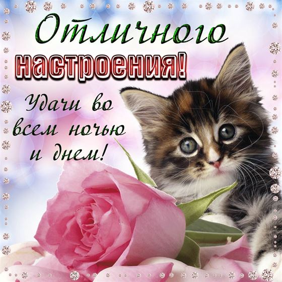 Открытка с котёнком отличного настроения