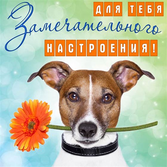 Креативная открытка замечательного настроения с собачкой