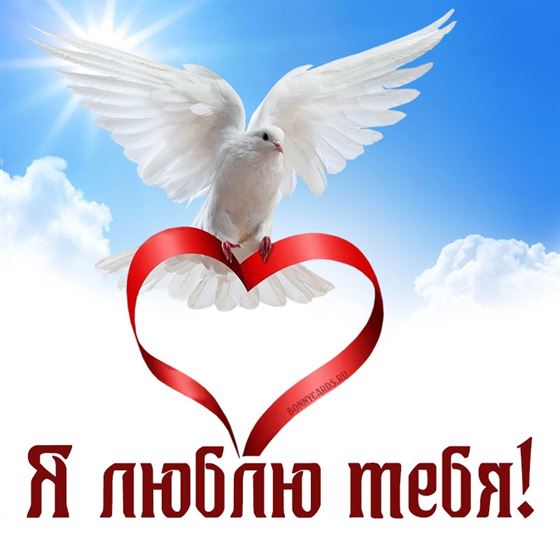 Открытка с голубем люблю тебя