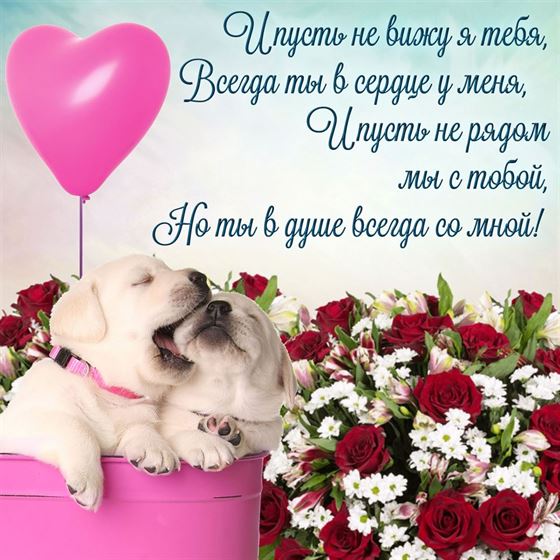 Трогательная открытка любимой с щенками