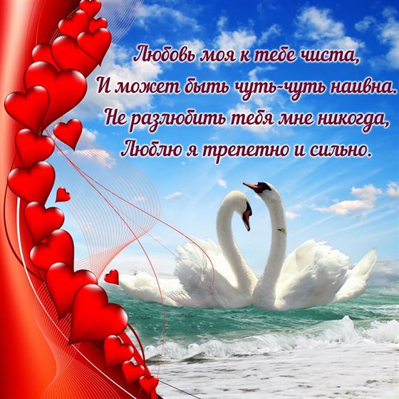 Признание в любви на фоне лебедей