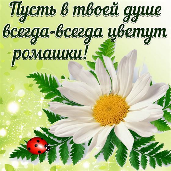 Пусть в твоей душе цветут ромашки