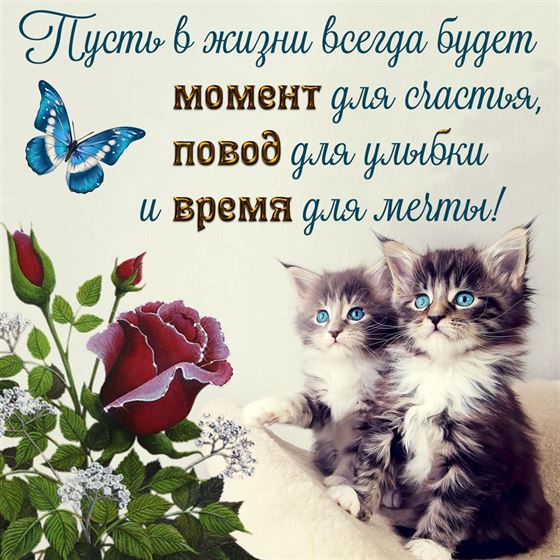 Красивая открытка с котятами и бабочкой с пожеланием