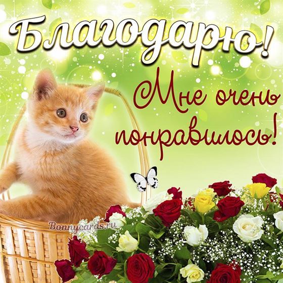 Креативная открытка спасибо с котиком