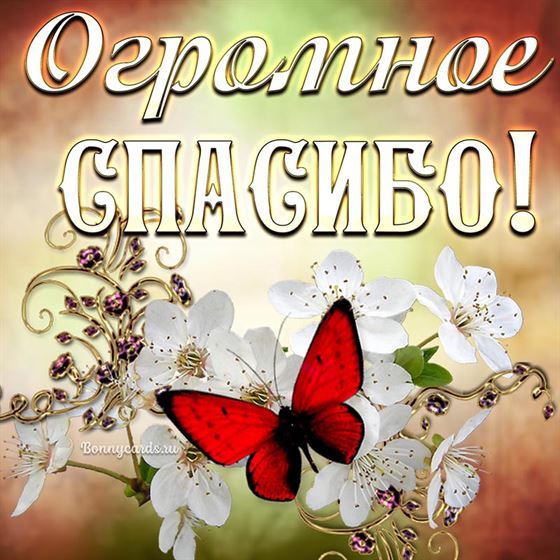 Картинка спасибо с бабочкой