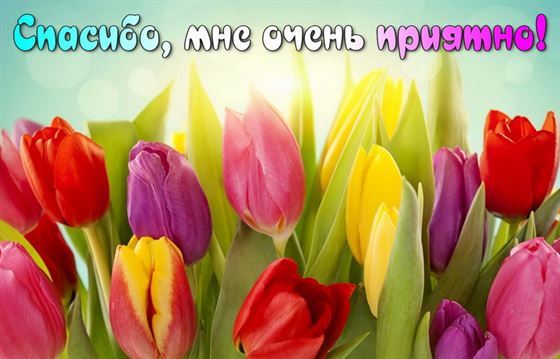 Благодарность на фоне цветных тюльпанов