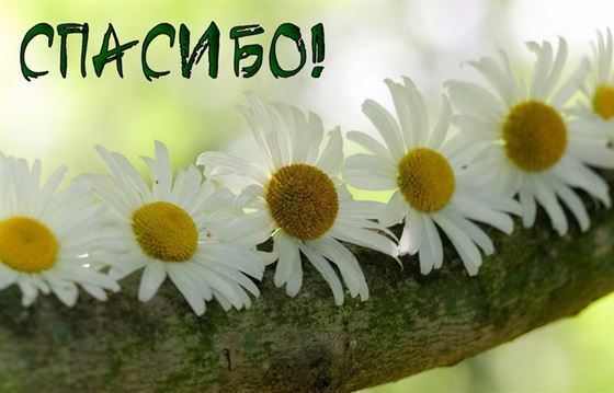 Картинка спасибо с ромашками