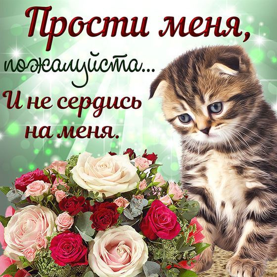 Котик с красивым букетом и просьба простить