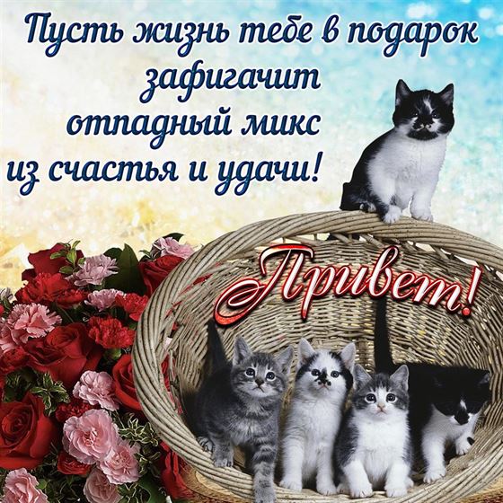 Красивая открытка привет с котенком