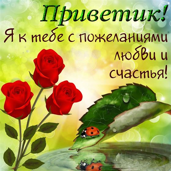 Открытка привет с красными розами
