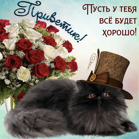 Прикольная открытка привет с пушистым котом