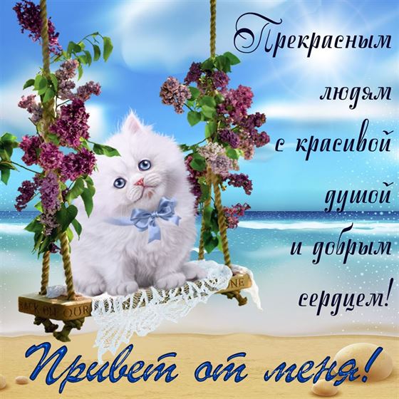 Красивая открытка привет с белым котёнком