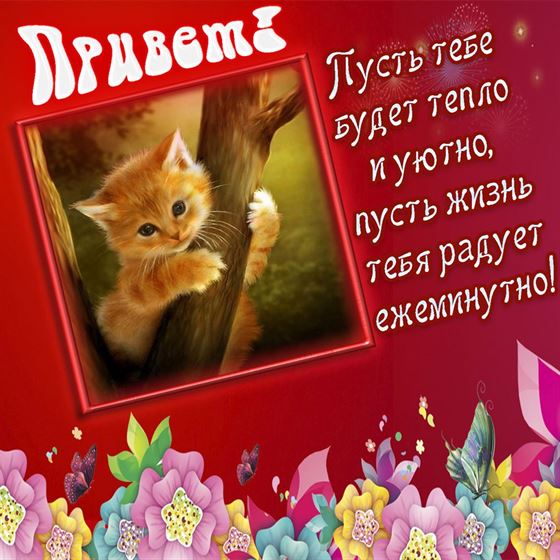Открытка привет с котёнком в рамке