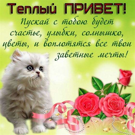 Белый котик передаёт тёплый привет