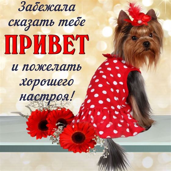 Смешная открытка привет с собакой