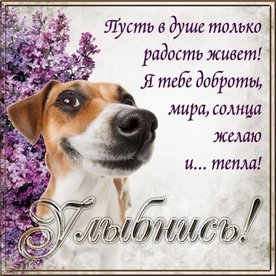 Смешная картинка улыбнись с пёсиком