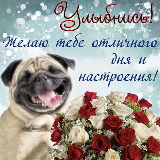 Креативная открытка улыбнись с мопсом