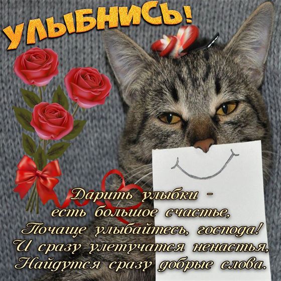Забавная открытка улыбнись с серым котиком