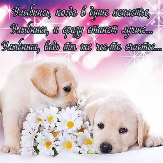 Пожелание улыбнуться в стихах с щенками