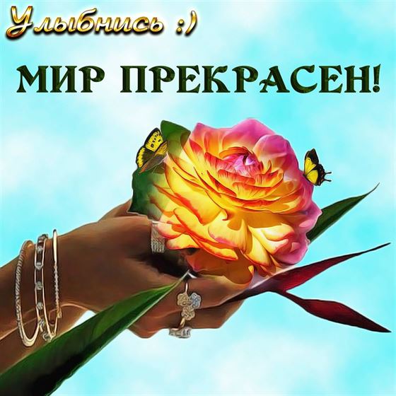 Картинка улыбнись с шикарной розой