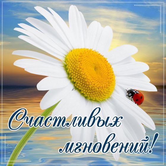 Открытка на счастье с ромашкой