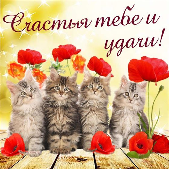 Пожелание счастья с котятами