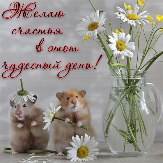 Пожелание счастья с милыми хомячками