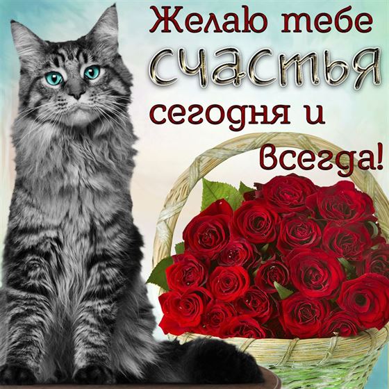 Трогательная открытка на счастье с котом
