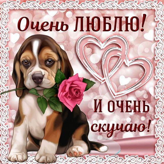 Открытка с собакой скучаю