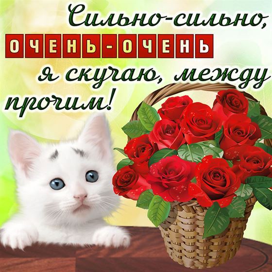 Милая открытка скучаю с котёнком