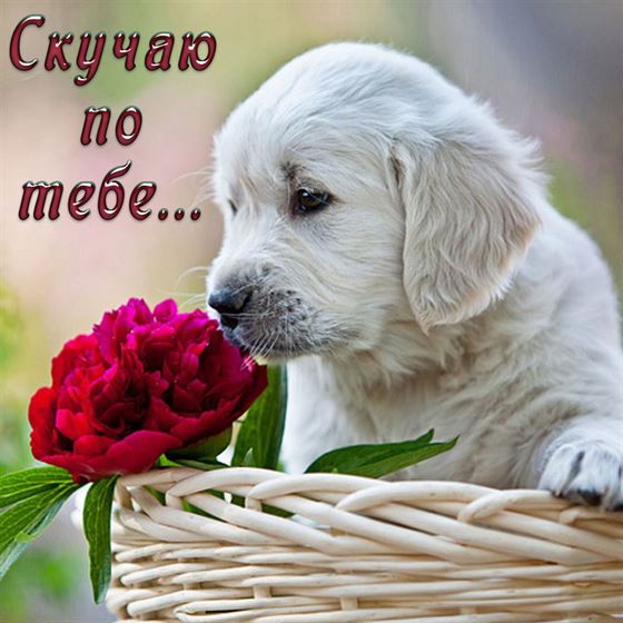 Красивая открытка скучаю с щенком