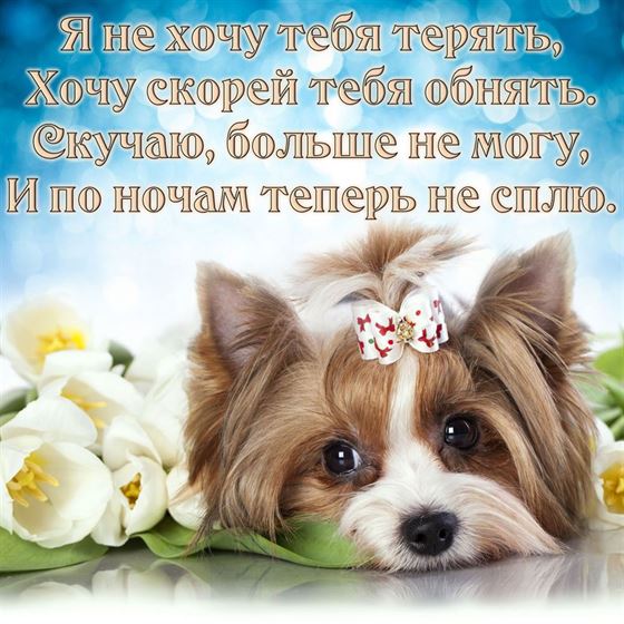 Оригинальная открытка скучаю в стихах с собакой